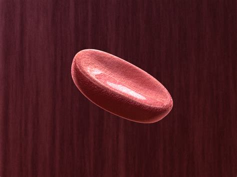 Red Blood Cell 3D Model - 3D Models World