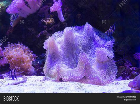 Sea Anemone Coral On Image & Photo (Free Trial) | Bigstock