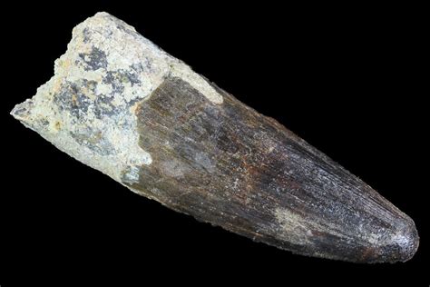 3.12" Spinosaurus Tooth - Real Dinosaur Tooth (#89108) For Sale - FossilEra.com