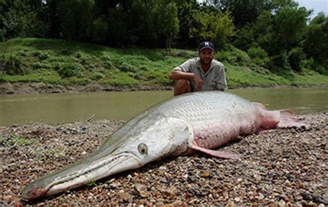 Alligator Gar Fish