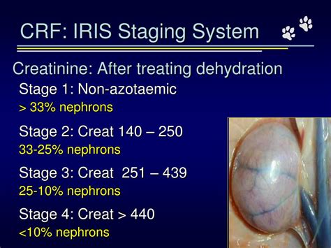 PPT - Chronic Renal Failure in Cats: Can we Halt the Decline ...