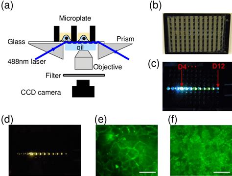 Microplate-compatible TIRF imaging system. (a) Instrument setup. A 488 ...