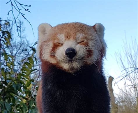 The Role of Zoos in Red Panda Conservation