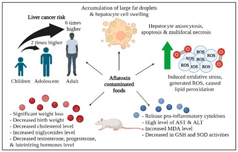 Toxins | Free Full-Text | Aflatoxin Contamination: An Overview on Health Issues, Detection and ...