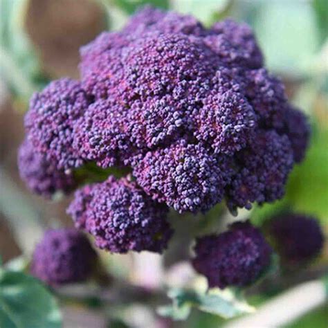 50 Purple Sprouting Broccoli Seeds - Welldales