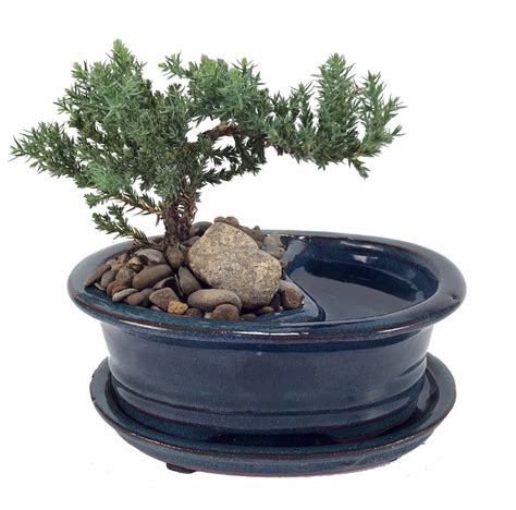 Feng Shui Reflections Japanese Juniper Bonsai Tree - Pot/Saucer - 6" x 4" x 2" - Walmart.com ...