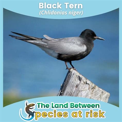 Black Tern- Species At Risk in The Land Between