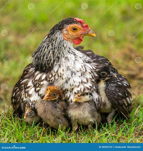 Mother Hen With Its Baby Chicks Stock Photos - Image: 36026733