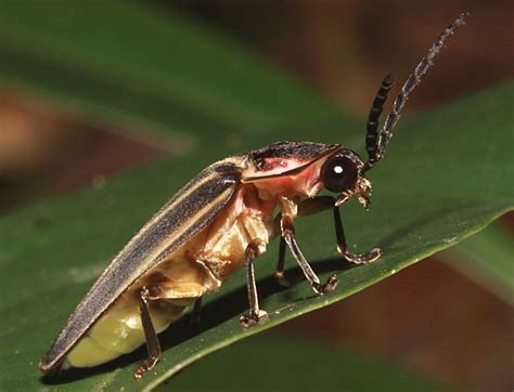 Fun with Flora, Fauna, Fungi (& Food): Ways to Help Fireflies