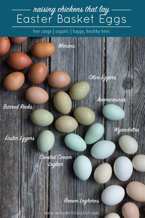 Image result for barred rock eggs | Egg laying chickens, Chickens ...