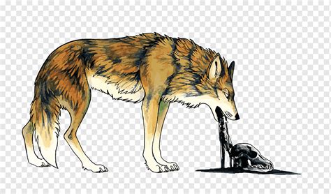 Kojote Hund Erbrechen Illustration, Wolf Erbrechen, wütendes Wolfsgesicht, Tiere, Kunst png ...