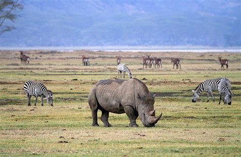 Activities in Ngorongoro Conservation Area | Tanzania Safari Tours