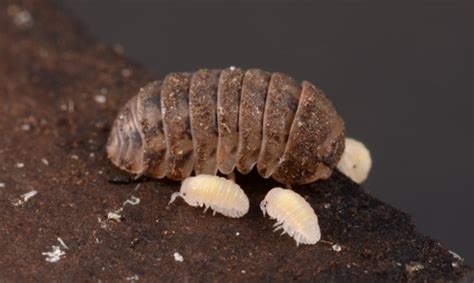 pillbug - Armadillidium vulgare