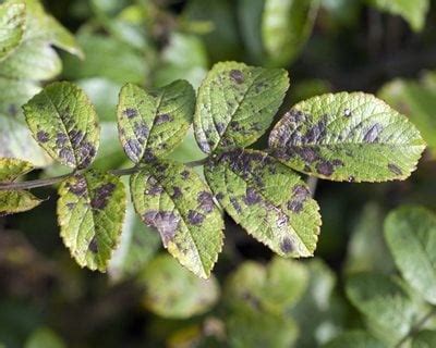 How to Treat Black Spot on Roses | Garden Design