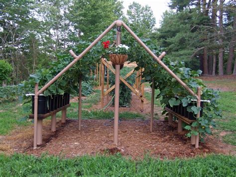 23 Functional Cucumber Trellis Ideas Guaranteed To Boost Your Harvest - Homesteading Alliance