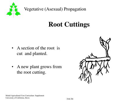 PPT - Types of Vegetative Propagation PowerPoint Presentation, free download - ID:1426022