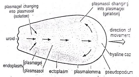 Locomotion or Movement of Amoeba proteus | Diagram - Swarborno