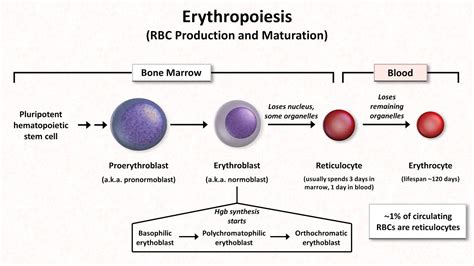 Normal RBC Physiology (Including erythropoiesis) - YouTube