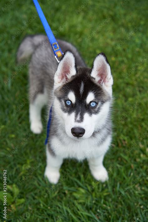 Black And White Husky Puppy With Blue Eyes