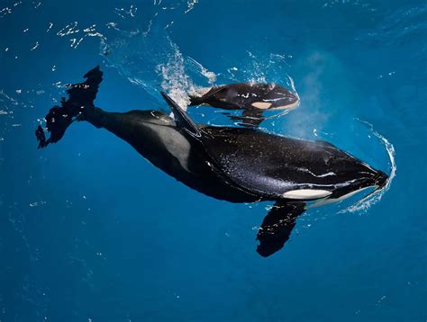 Baby orca: Final killer whale bred in captivity at Seaworld is born in Texas - syracuse.com