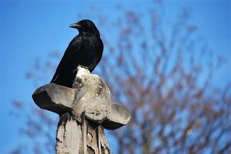 Crow Territorial Behavior: Why do crows fight each other?