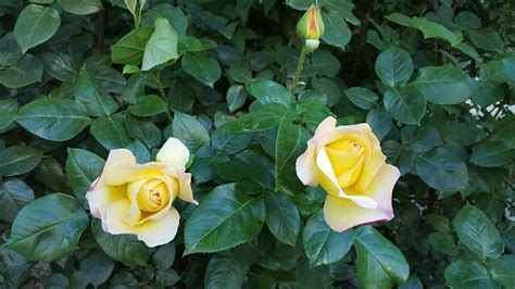 Roses Yellow - Free photo on Pixabay - Pixabay