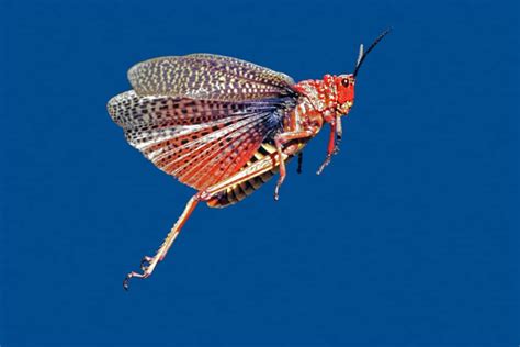 Can Grasshoppers Fly? – WhatBugIsThat