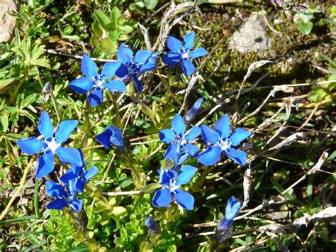 Flowers Blue Mountain Plants Alps Nature-20 Inch By 30 Inch Laminated ...