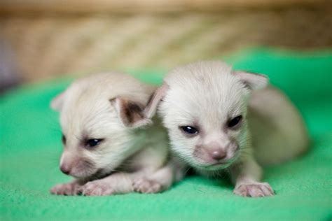 Fennec Fox Babies Are Born