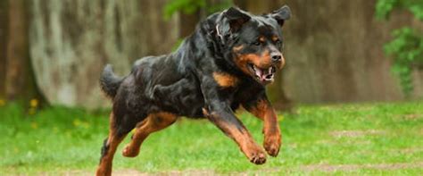 Types Of Rottweiler Dog Breeds: An Overview (With Pictures) Pet Keen | atelier-yuwa.ciao.jp