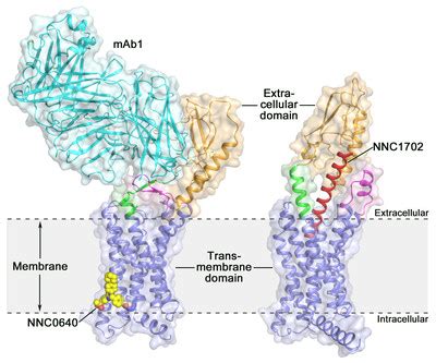 Glucagon Receptor Structure Offers New Opportunities for Type 2 Diabetes Drug Discovery ...