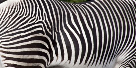 Zebra stripes | Grévy's Zebra (Equus grevyi), also known as … | Flickr