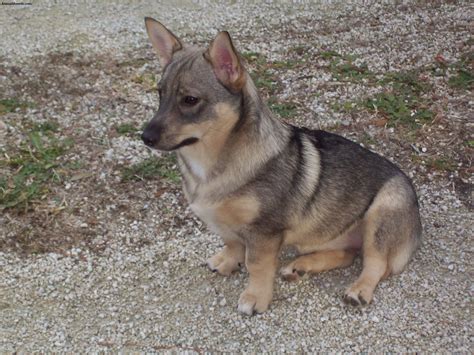 Swedish Vallhund - Puppies, Rescue, Pictures, Information, Temperament, Characteristics ...