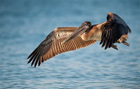 Brown Pelican Migration Patterns