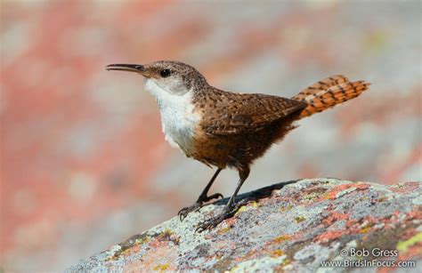 Birds in Focus - Canyon Wren