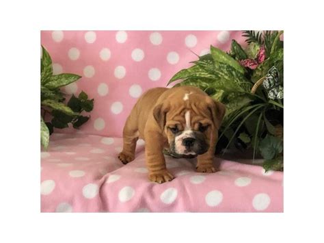 English Bulldog-DOG-Male-Red-2340530-Petland Lewis Center