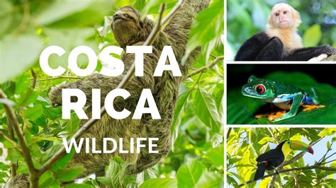 Costa Rica wildlife - YouTube