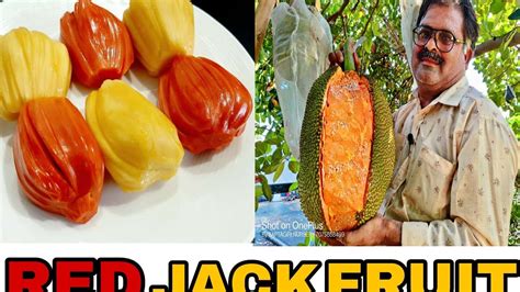 Red Jack Fruit || Latest Variety Jack Fruit || Packmyplants By Saptagiri Nursery || | Jackfruit ...