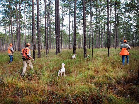 Quail Hunting — Woodside Plantation - Premium Guided Hunting