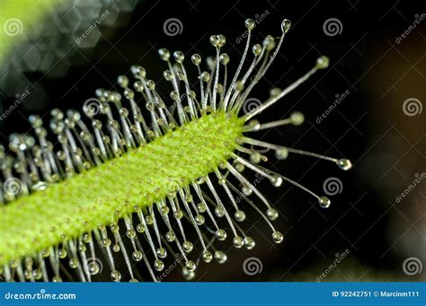 Carnivorous plant. sundew stock image. Image of flower - 92242751