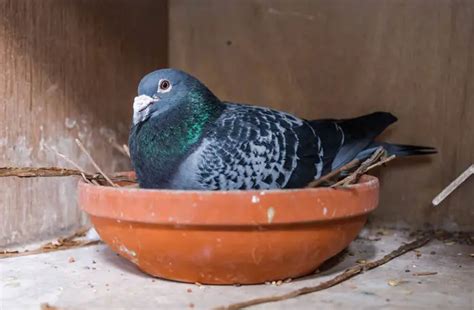 Pigeon Nesting And Breeding Habits: A Comprehensive Guide