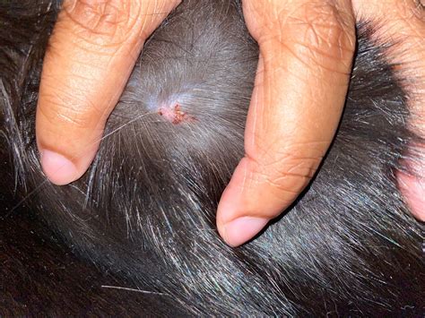 Help! Scab on cats tail. | Cat Forum