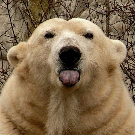 Be nice Mr. Polar Bear... | Ursi | Pinterest