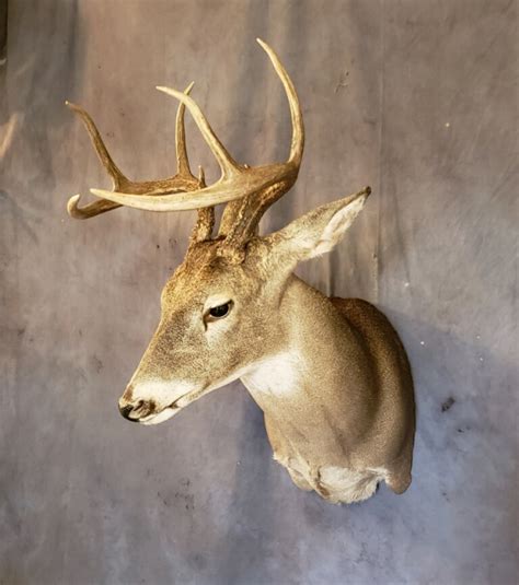 Whitetail Shoulder Mount | Trophy Whitetail Buck Mount | Deer Taxidermy