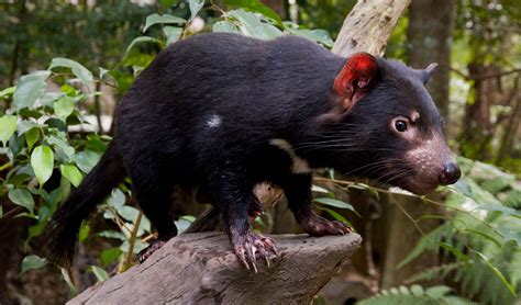 Tasmanian Devil Conservation :: Currumbin Wildlife Sanctuary