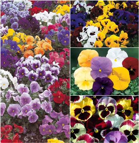 Viola 'Multiple Varieties' Pansy | Garden Center Marketing