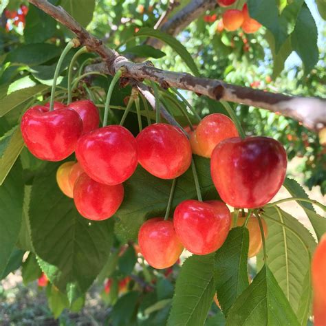 Organic Rainier Cherries - Frog Hollow Farm