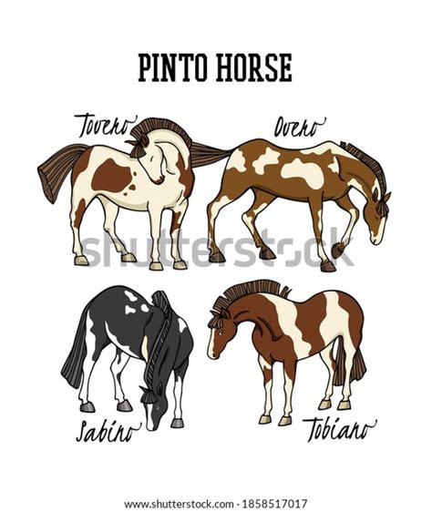 2 Sabino Horse Stock Vectors and Vector Art | Shutterstock