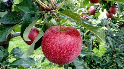 Why Can't I Buy A Pink Lady Apple Tree? - Gardening Tips, Advice and Inspiration