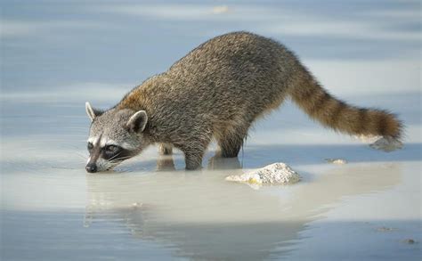 Cozumel Raccoons - Exotic Pet Wonderland